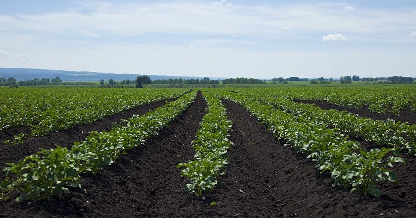Свыше 1000 га плодородных полей ежегодно культивируются под выращивание овощных культур. Свыше 1000 га плодородных полей ежегодно культивируются под выращивание овощных культур.