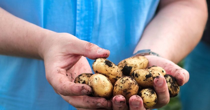 Отдельное направление — культивирование семенного картофеля высоких репродукций. Отдельное направление — культивирование семенного картофеля высоких репродукций.